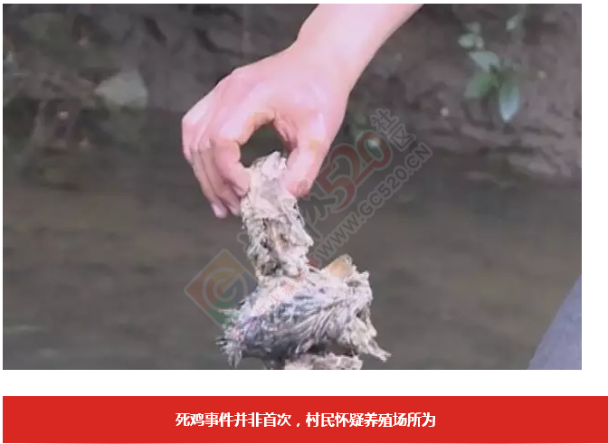 桂林桃花江源头，大量死鸡漂浮在江面上，场面惊悚！769 / 作者:怡儿妖妖 / 帖子ID:192820