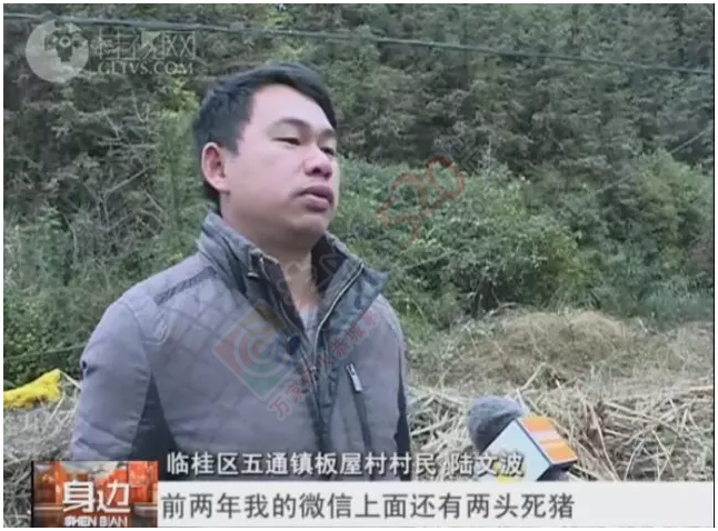 桂林桃花江源头，大量死鸡漂浮在江面上，场面惊悚！939 / 作者:怡儿妖妖 / 帖子ID:192820