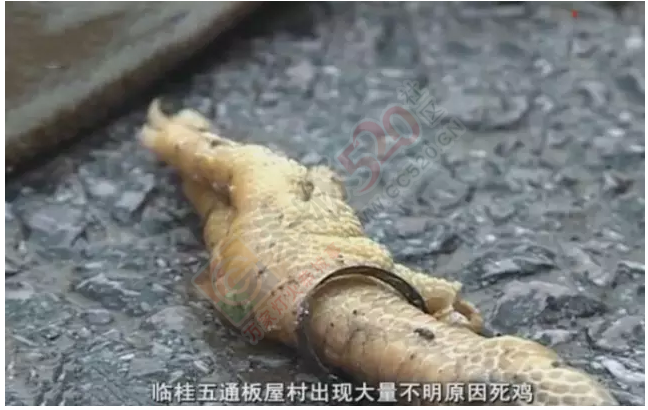 桂林桃花江源头，大量死鸡漂浮在江面上，场面惊悚！355 / 作者:怡儿妖妖 / 帖子ID:192820