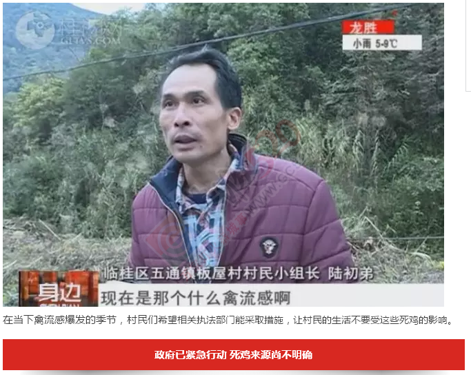 桂林桃花江源头，大量死鸡漂浮在江面上，场面惊悚！974 / 作者:怡儿妖妖 / 帖子ID:192820