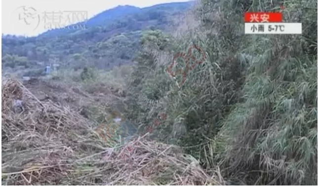 桂林桃花江源头，大量死鸡漂浮在江面上，场面惊悚！977 / 作者:怡儿妖妖 / 帖子ID:192820