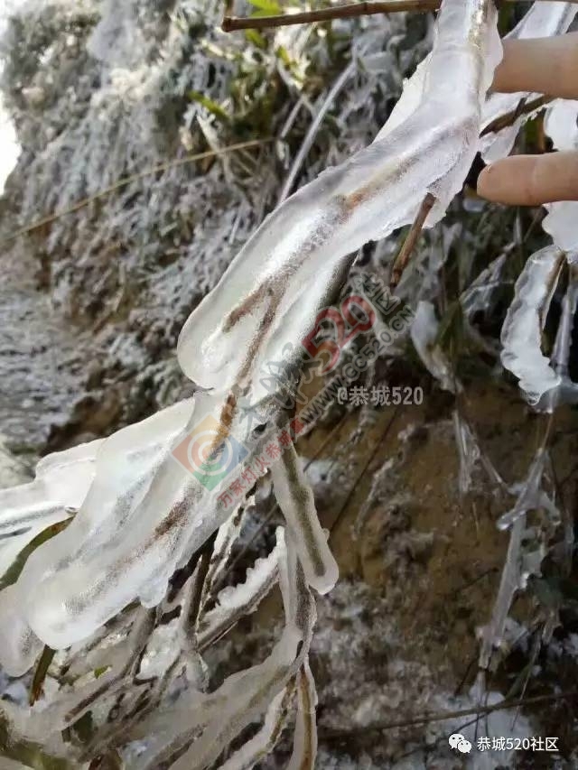 来恭城只能看桃花吗？听说燕子山上到处结冰美不胜收，约吗？983 / 作者:怡儿妖妖 / 帖子ID:192947