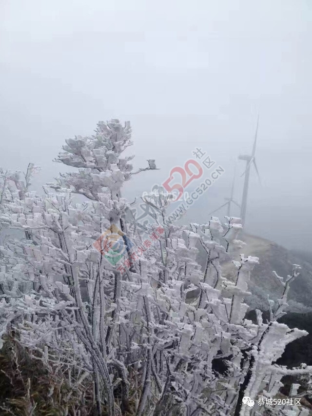 来恭城只能看桃花吗？听说燕子山上到处结冰美不胜收，约吗？454 / 作者:怡儿妖妖 / 帖子ID:192947