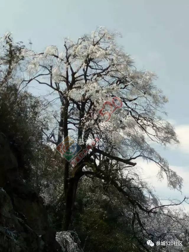 来恭城只能看桃花吗？听说燕子山上到处结冰美不胜收，约吗？194 / 作者:怡儿妖妖 / 帖子ID:192947