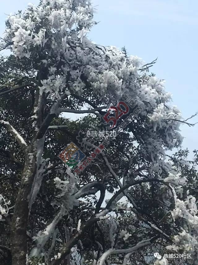 来恭城只能看桃花吗？听说燕子山上到处结冰美不胜收，约吗？412 / 作者:怡儿妖妖 / 帖子ID:192947