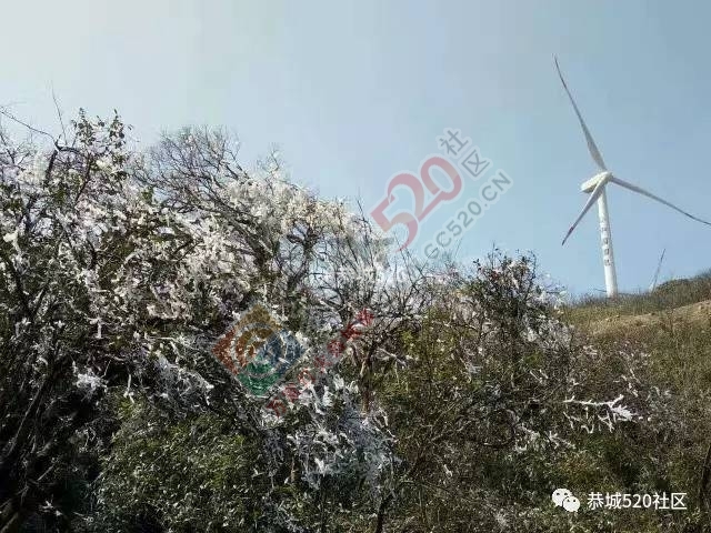 来恭城只能看桃花吗？听说燕子山上到处结冰美不胜收，约吗？916 / 作者:怡儿妖妖 / 帖子ID:192947