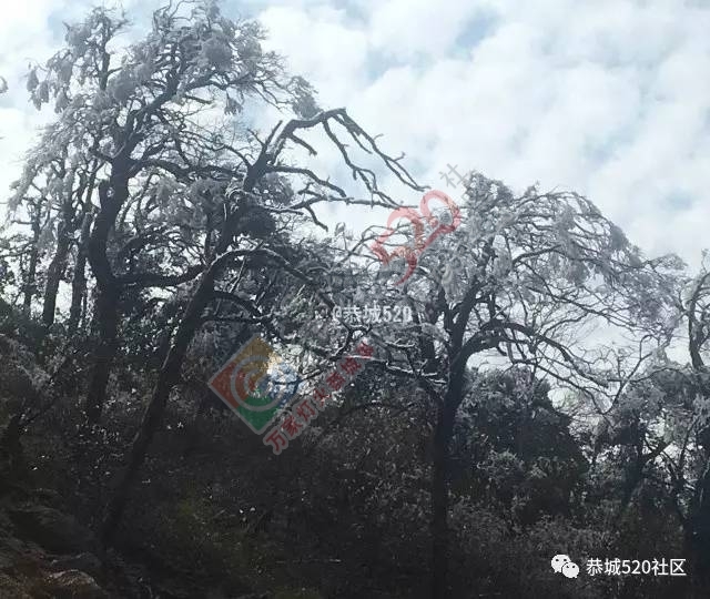 来恭城只能看桃花吗？听说燕子山上到处结冰美不胜收，约吗？550 / 作者:怡儿妖妖 / 帖子ID:192947