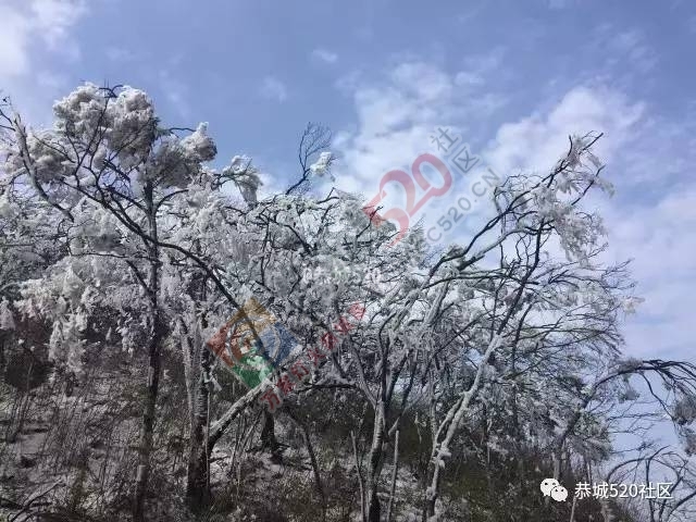 来恭城只能看桃花吗？听说燕子山上到处结冰美不胜收，约吗？693 / 作者:怡儿妖妖 / 帖子ID:192947