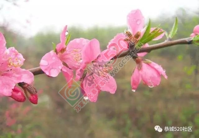 最新花讯为大家奉上：嘉会太平村桃花的花骨朵逐渐胀大，白马乌石的桃花已开得不错啦！28 / 作者:怡儿妖妖 / 帖子ID:192950