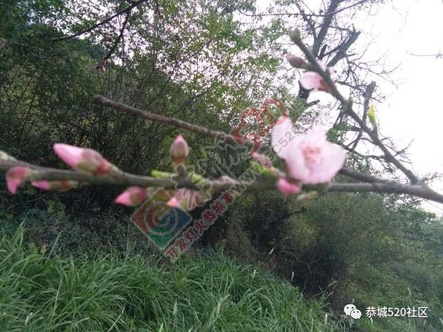 最新花讯为大家奉上：嘉会太平村桃花的花骨朵逐渐胀大，白马乌石的桃花已开得不错啦！709 / 作者:怡儿妖妖 / 帖子ID:192950
