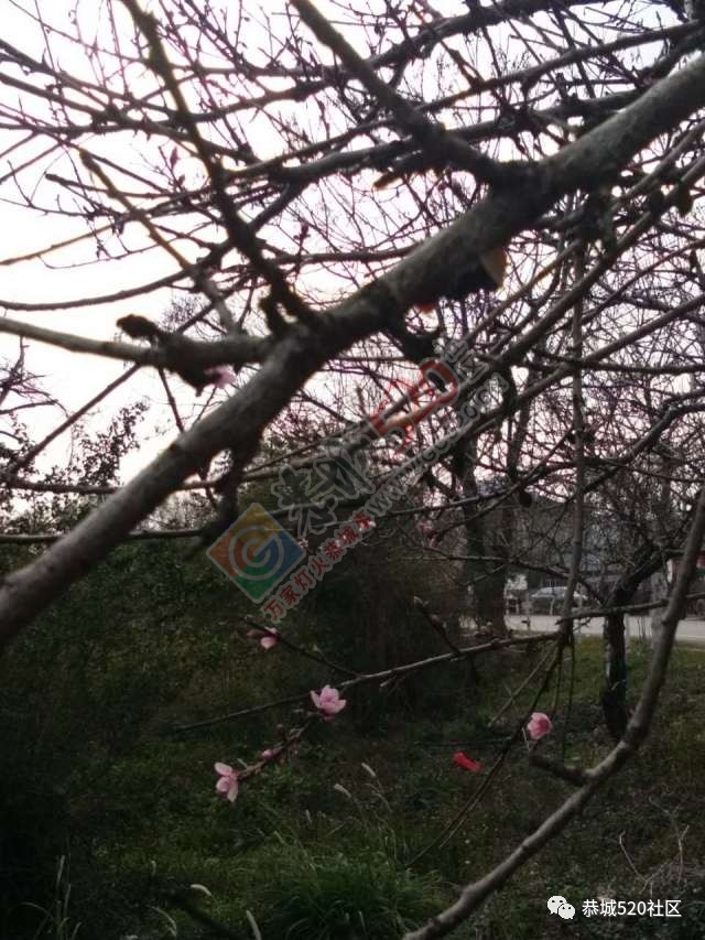 最新花讯为大家奉上：嘉会太平村桃花的花骨朵逐渐胀大，白马乌石的桃花已开得不错啦！97 / 作者:怡儿妖妖 / 帖子ID:192950