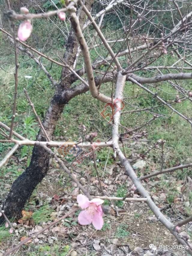 最新花讯为大家奉上：嘉会太平村桃花的花骨朵逐渐胀大，白马乌石的桃花已开得不错啦！537 / 作者:怡儿妖妖 / 帖子ID:192950
