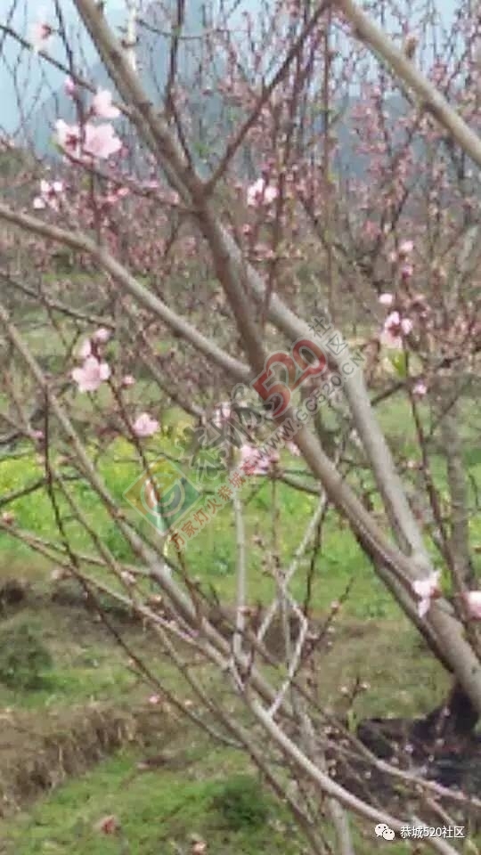 最新花讯为大家奉上：嘉会太平村桃花的花骨朵逐渐胀大，白马乌石的桃花已开得不错啦！387 / 作者:怡儿妖妖 / 帖子ID:192950