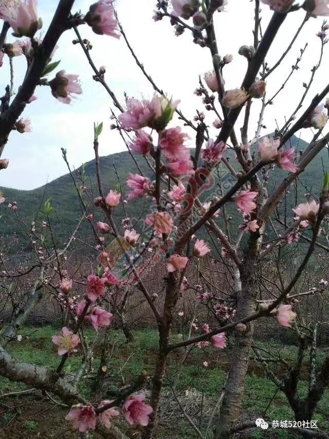 最新花讯为大家奉上：嘉会太平村桃花的花骨朵逐渐胀大，白马乌石的桃花已开得不错啦！477 / 作者:怡儿妖妖 / 帖子ID:192950