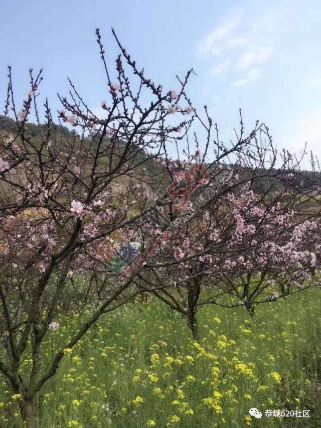 最新花讯为大家奉上：嘉会太平村桃花的花骨朵逐渐胀大，白马乌石的桃花已开得不错啦！318 / 作者:怡儿妖妖 / 帖子ID:192950