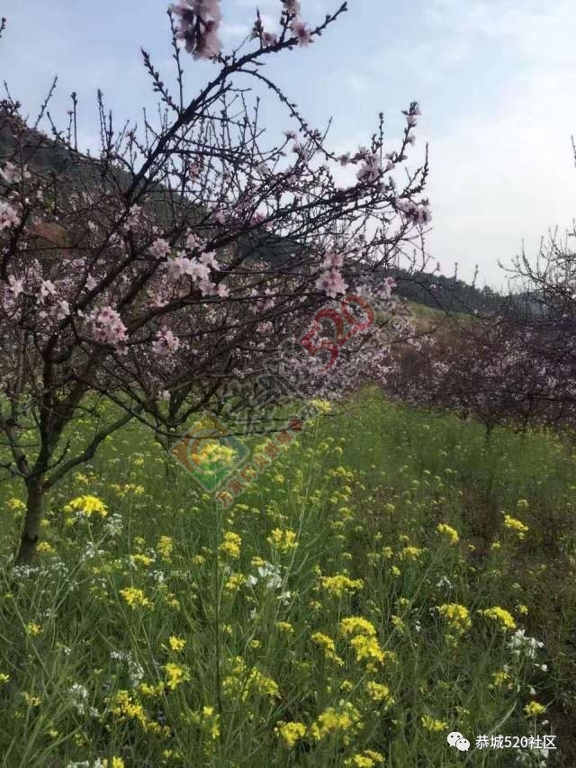 最新花讯为大家奉上：嘉会太平村桃花的花骨朵逐渐胀大，白马乌石的桃花已开得不错啦！806 / 作者:怡儿妖妖 / 帖子ID:192950