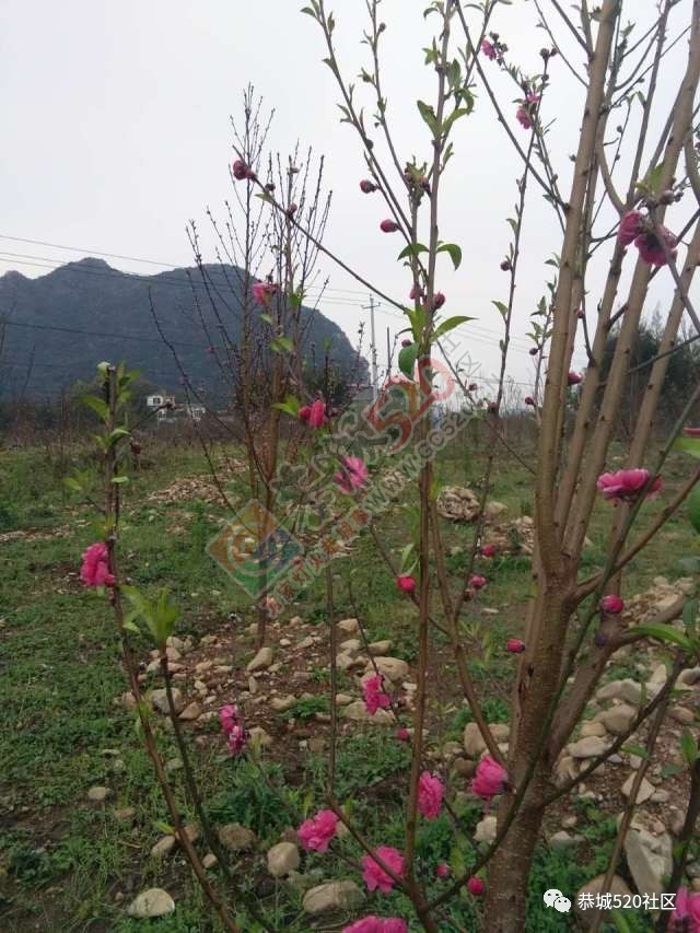 今日花讯：嘉会太平村的桃花已经逐渐开放313 / 作者:怡儿妖妖 / 帖子ID:193055