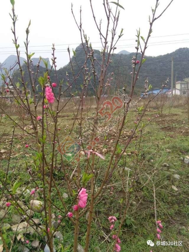今日花讯：嘉会太平村的桃花已经逐渐开放371 / 作者:怡儿妖妖 / 帖子ID:193055