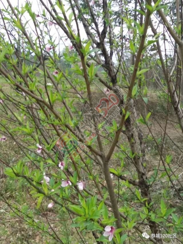 今日花讯：嘉会太平村的桃花已经逐渐开放439 / 作者:怡儿妖妖 / 帖子ID:193055