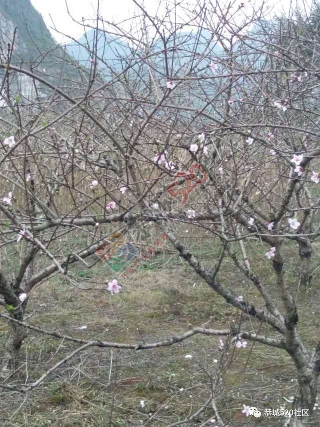 今日花讯：嘉会太平村的桃花已经逐渐开放335 / 作者:怡儿妖妖 / 帖子ID:193055