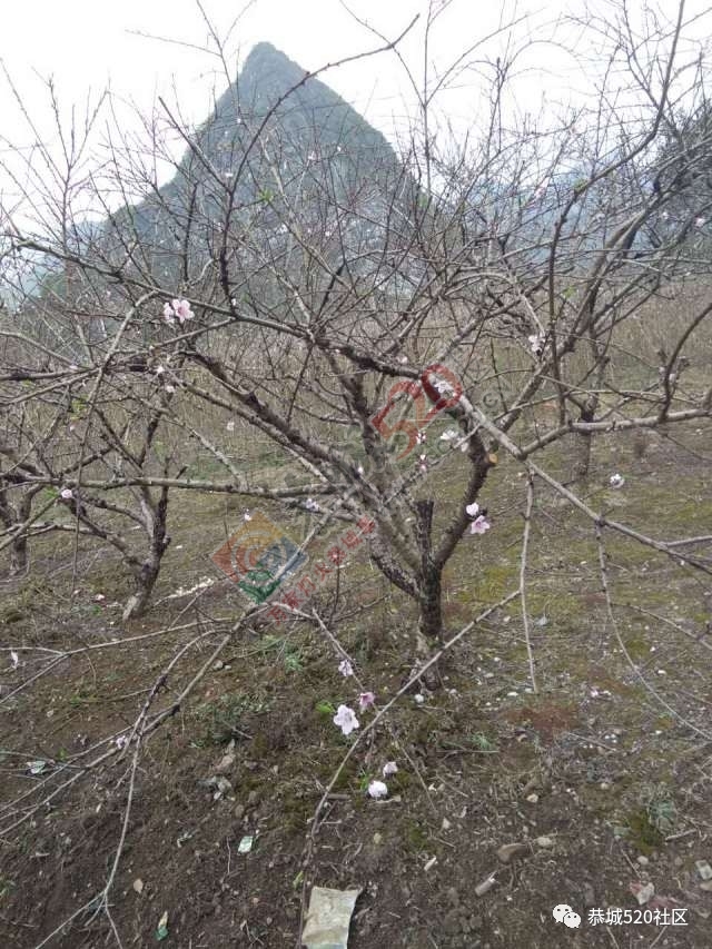 今日花讯：嘉会太平村的桃花已经逐渐开放975 / 作者:怡儿妖妖 / 帖子ID:193055