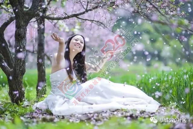 今日花讯：嘉会太平村的桃花已经逐渐开放704 / 作者:怡儿妖妖 / 帖子ID:193055