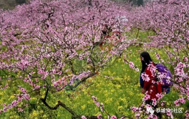 今日花讯：嘉会太平村的桃花已经逐渐开放743 / 作者:怡儿妖妖 / 帖子ID:193055