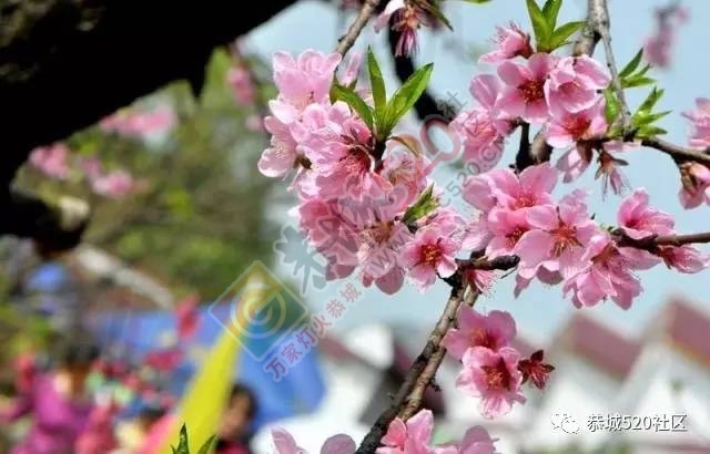 今日花讯：嘉会太平村的桃花已经逐渐开放447 / 作者:怡儿妖妖 / 帖子ID:193055