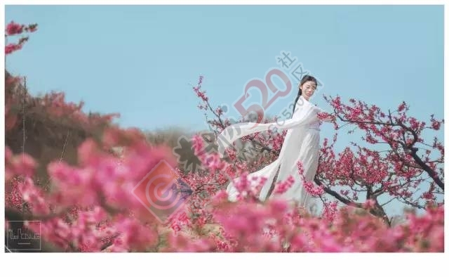 今日花讯：嘉会太平村的桃花已经逐渐开放208 / 作者:怡儿妖妖 / 帖子ID:193055