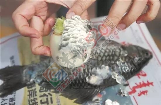 刮鱼鳞还用什么菜刀，一截萝卜轻松搞定，省时省力还干净！842 / 作者:碧澄匀 / 帖子ID:193073
