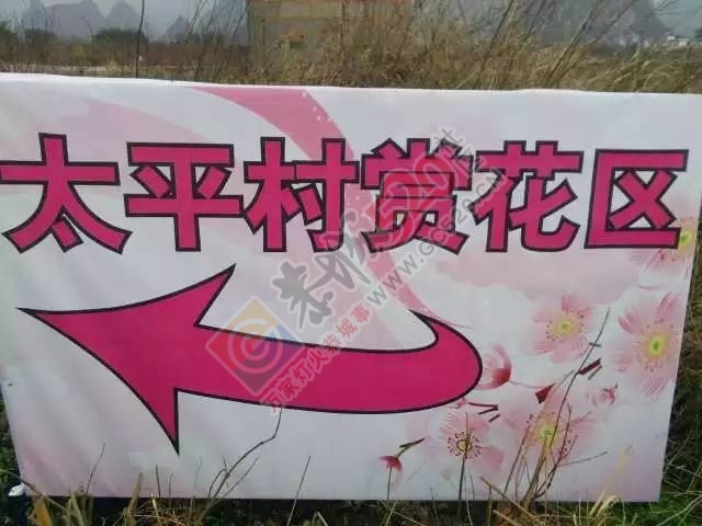 今日花讯：嘉会太平村的桃花已慢慢绽放，周末一起赏花约吗？！202 / 作者:社区小编 / 帖子ID:193155