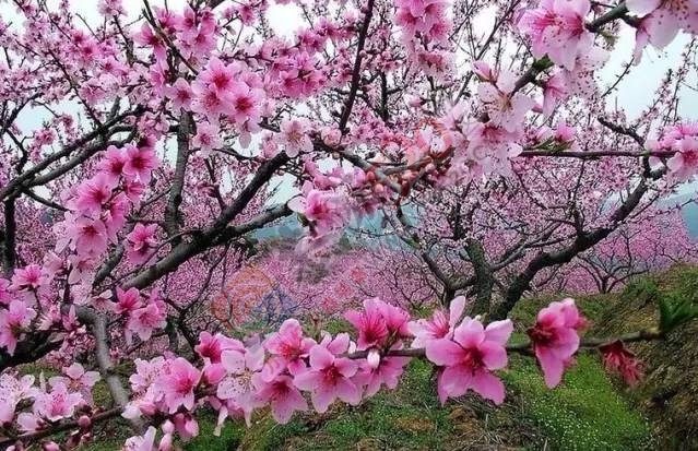 今日花讯：嘉会太平村的桃花已慢慢绽放，周末一起赏花约吗？！554 / 作者:社区小编 / 帖子ID:193155