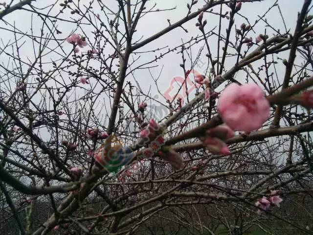 今日花讯：嘉会太平村的桃花已慢慢绽放，周末一起赏花约吗？！215 / 作者:社区小编 / 帖子ID:193155