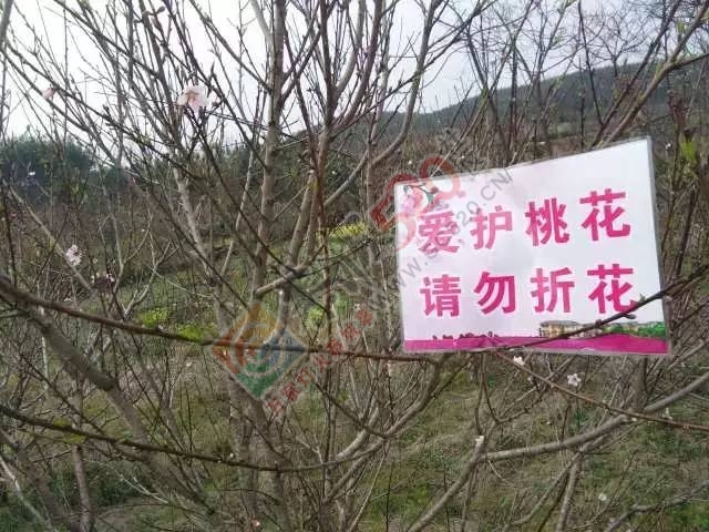 今日花讯：嘉会太平村的桃花已慢慢绽放，周末一起赏花约吗？！659 / 作者:社区小编 / 帖子ID:193155