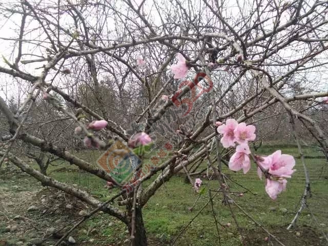 今日花讯：嘉会太平村的桃花已慢慢绽放，周末一起赏花约吗？！854 / 作者:社区小编 / 帖子ID:193155