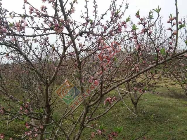 今日花讯：嘉会太平村的桃花已慢慢绽放，周末一起赏花约吗？！510 / 作者:社区小编 / 帖子ID:193155