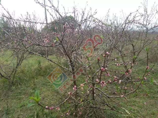 今日花讯：嘉会太平村的桃花已慢慢绽放，周末一起赏花约吗？！214 / 作者:社区小编 / 帖子ID:193155