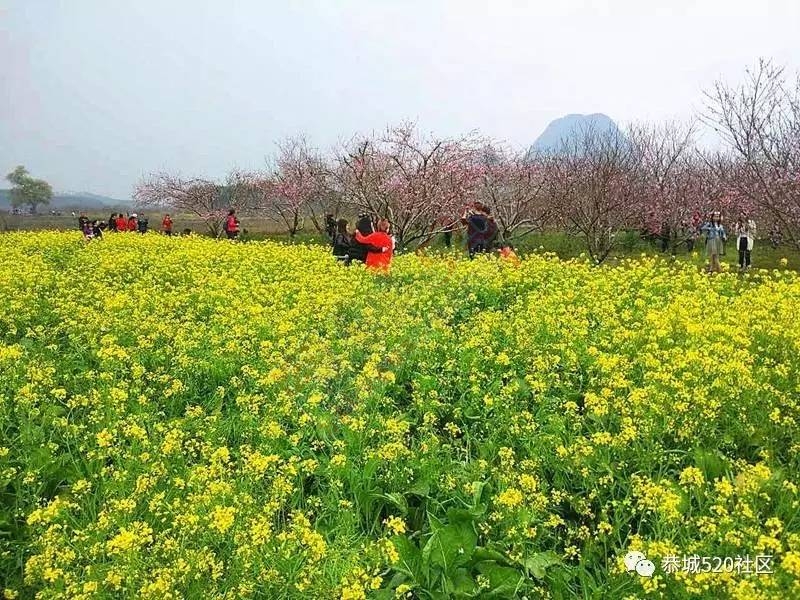 嘉会太平窑仔窖，桃园美景叫花鸡！恭城这群人玩嗨了，明天继续你约吗？65 / 作者:社区小编 / 帖子ID:193411