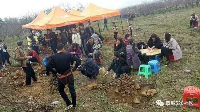 嘉会太平窑仔窖，桃园美景叫花鸡！恭城这群人玩嗨了，明天继续你约吗？686 / 作者:社区小编 / 帖子ID:193411