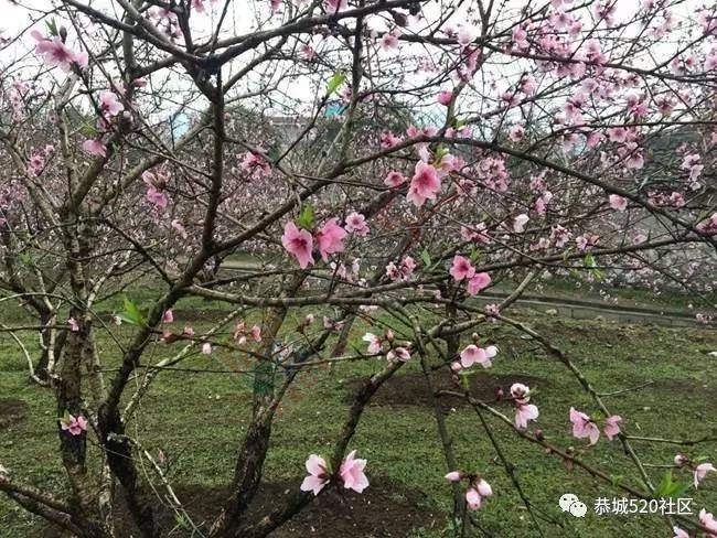 嘉会太平窑仔窖，桃园美景叫花鸡！恭城这群人玩嗨了，明天继续你约吗？38 / 作者:社区小编 / 帖子ID:193411