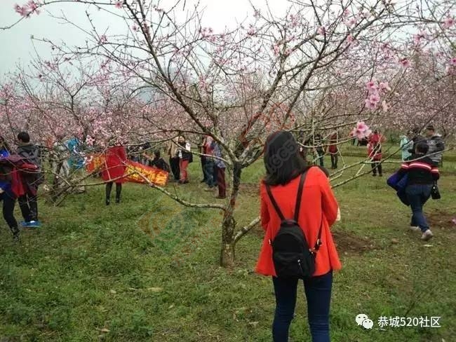 嘉会太平窑仔窖，桃园美景叫花鸡！恭城这群人玩嗨了，明天继续你约吗？699 / 作者:社区小编 / 帖子ID:193411