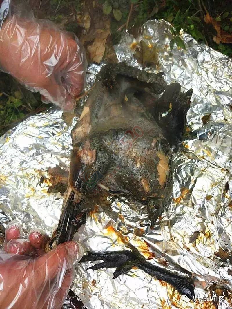 嘉会太平窑仔窖，桃园美景叫花鸡！恭城这群人玩嗨了，明天继续你约吗？559 / 作者:社区小编 / 帖子ID:193411