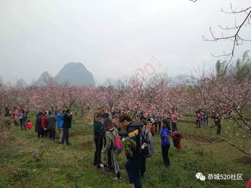 嘉会太平窑仔窖，桃园美景叫花鸡！恭城这群人玩嗨了，明天继续你约吗？847 / 作者:社区小编 / 帖子ID:193411