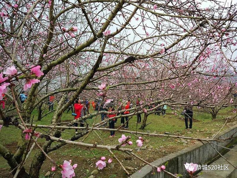嘉会太平窑仔窖，桃园美景叫花鸡！恭城这群人玩嗨了，明天继续你约吗？564 / 作者:社区小编 / 帖子ID:193411