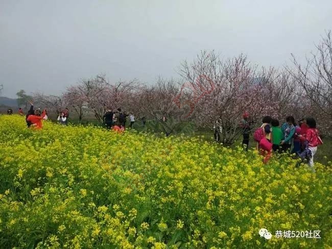 嘉会太平窑仔窖，桃园美景叫花鸡！恭城这群人玩嗨了，明天继续你约吗？25 / 作者:社区小编 / 帖子ID:193411