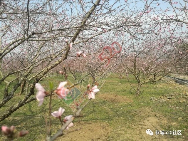 嘉会太平村满园桃色，简直美得不要不要的，想这周末跟小编一起桃园打窑仔的看过来！704 / 作者:社区小编 / 帖子ID:193413