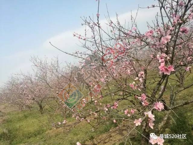 嘉会太平村满园桃色，简直美得不要不要的，想这周末跟小编一起桃园打窑仔的看过来！682 / 作者:社区小编 / 帖子ID:193413