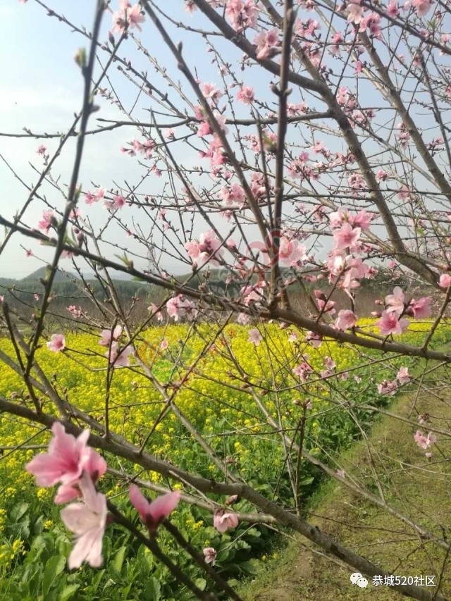 嘉会太平村满园桃色，简直美得不要不要的，想这周末跟小编一起桃园打窑仔的看过来！414 / 作者:社区小编 / 帖子ID:193413