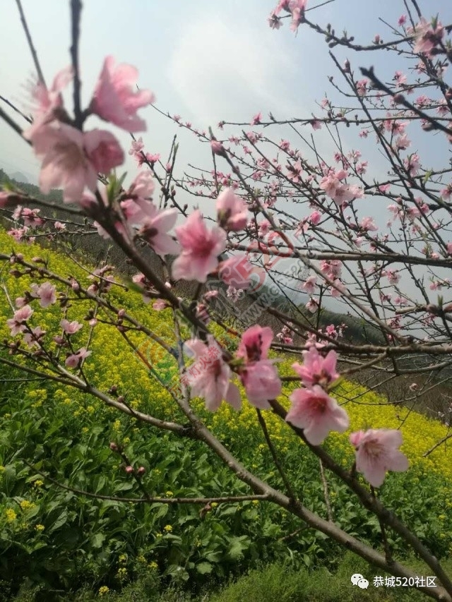 嘉会太平村满园桃色，简直美得不要不要的，想这周末跟小编一起桃园打窑仔的看过来！576 / 作者:社区小编 / 帖子ID:193413