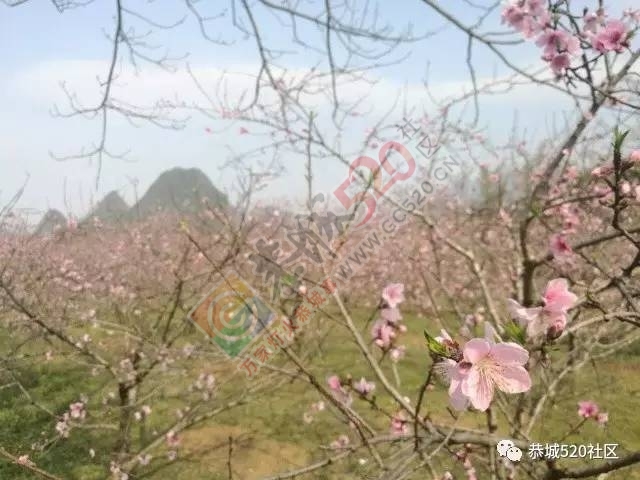 嘉会太平村满园桃色，简直美得不要不要的，想这周末跟小编一起桃园打窑仔的看过来！260 / 作者:社区小编 / 帖子ID:193413
